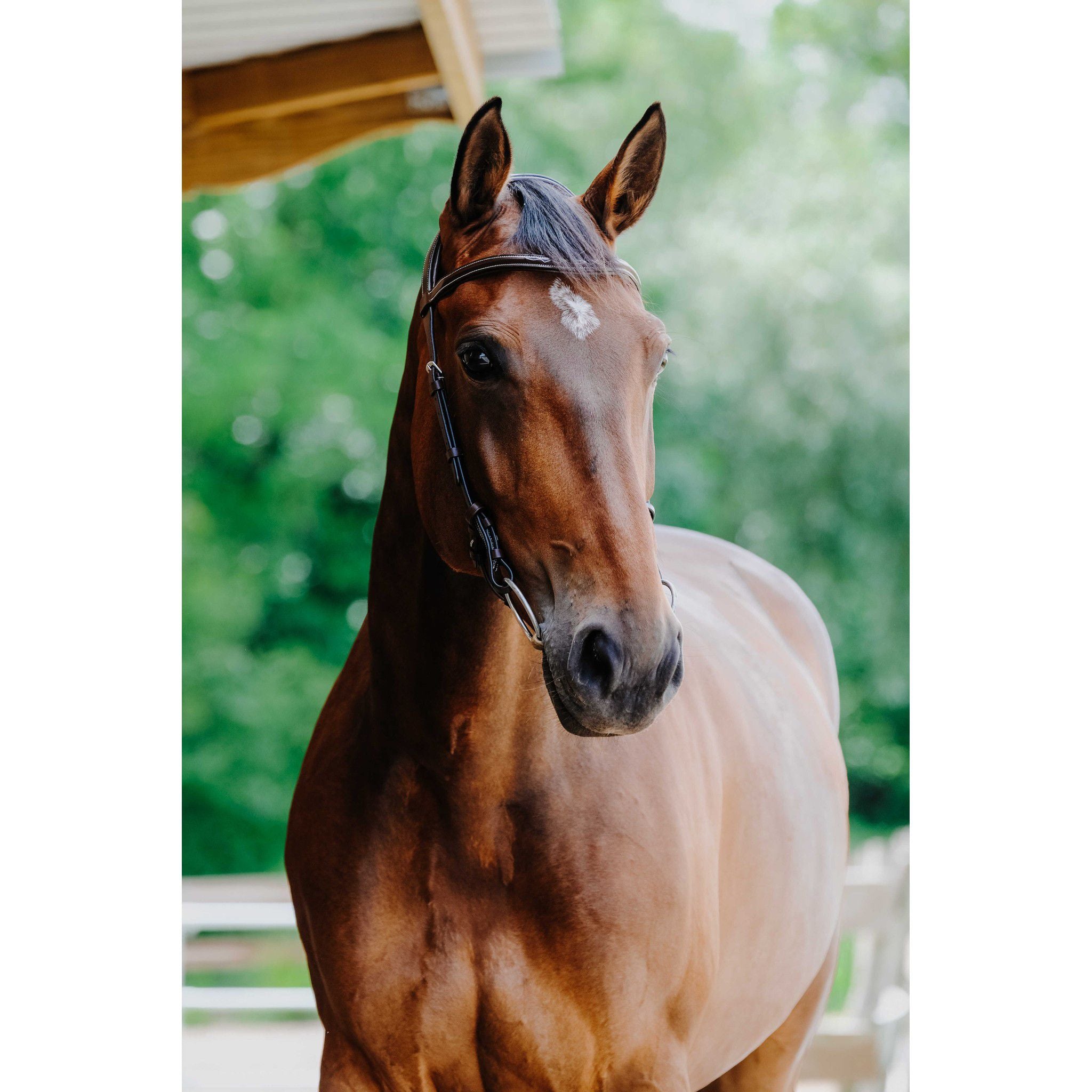 Norton Freedom Bridle Havana 301804318