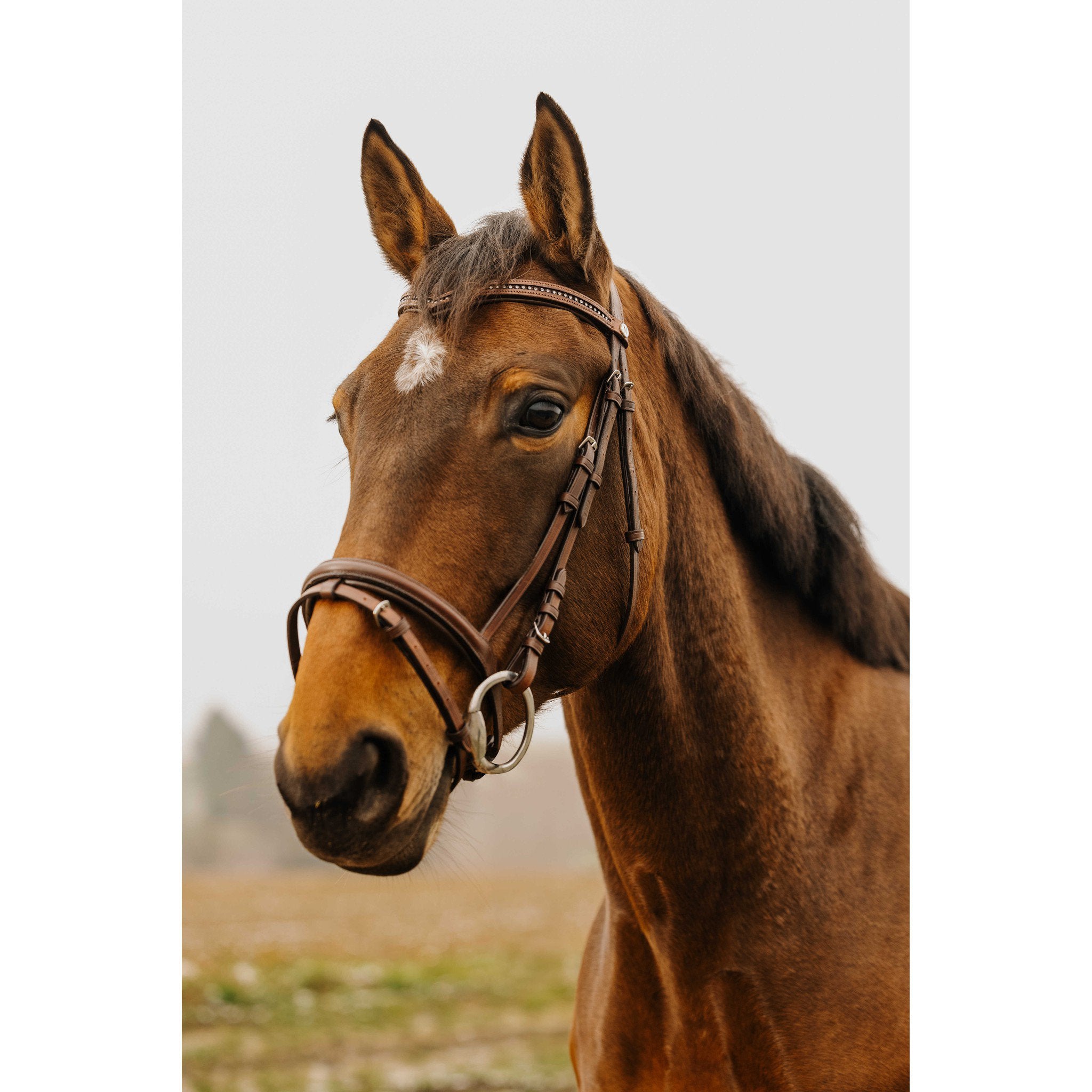 Norton Club Strass V Bridle Havana 301910318