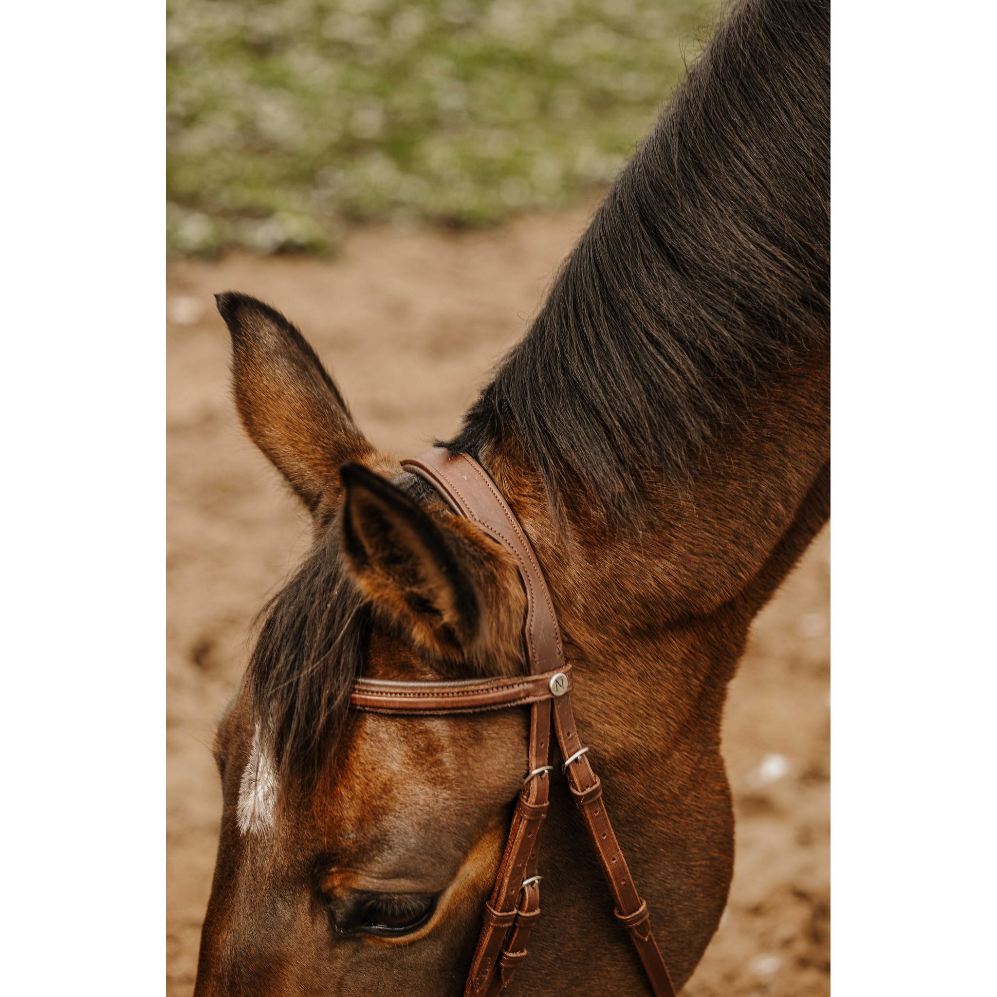 Norton Club Square Bridle Havana 301911318